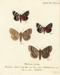 Polilla de ala, Catocala coniuncta 1,2, y Apopestes spectrum 3,4. Noctua coniuncta, Noctua spectrum. Grabado en cobre coloreado a mano por Johann Carl Bock después de Die Schmetterlinge in Abbildungen nach der Natur de Eugenius Johann Christoph Esper, Erla