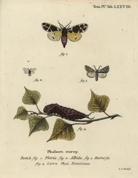 Polilla tigre amarilla, larva de armiño blanco, etc.