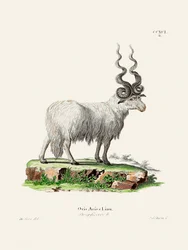 Ovis Aries, de Johann Andreas Wagener y Johann Christian Daniel Von Schreber.