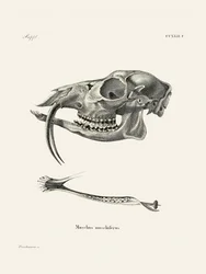 Ciervo almizclero siberiano, de Johann Andreas Wagener y Johann Christian Daniel Von Schreber.