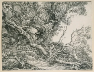Árboles en una ladera rocosa