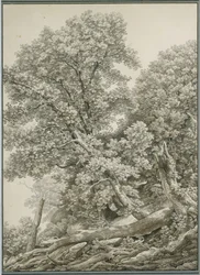 Gran estudio de árbol