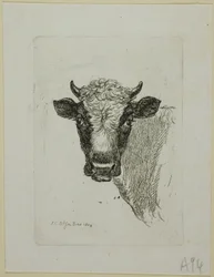 Cabeza de un Toro Joven, de Die Zweite Thierfolge