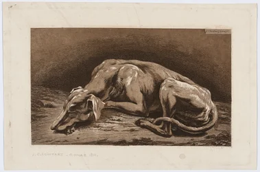 Galgo durmiendo
