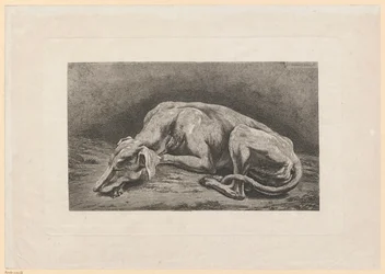 Galgo dormido