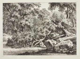 Escena de bosque con roble quebrado