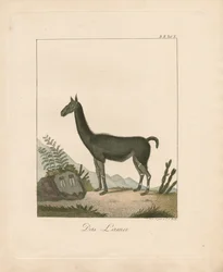 La Llama (litografía coloreada a mano)