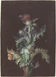 Cardo con Insectos