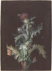 Cardo con insectos, c. 1755