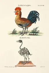 Un gallo con tres patas y su esqueleto