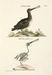 Aguja colinegra y su esqueleto
