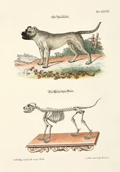 Boarhound y su esqueleto