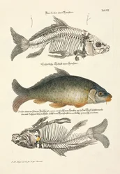 Carpa común con esqueleto
