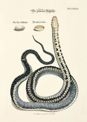 Serpiente común con huevos