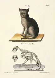 El gato doméstico y su esqueleto