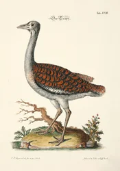 Avutarda