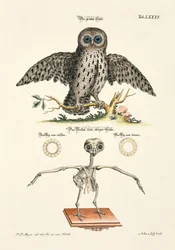 El búho gris y su esqueleto