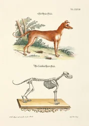 El galgo y su esqueleto