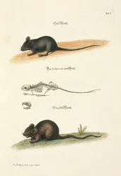 Ratón doméstico y ratón de campo con esqueleto