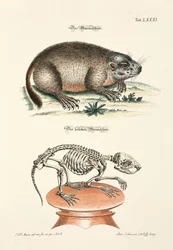 La marmota y su esqueleto