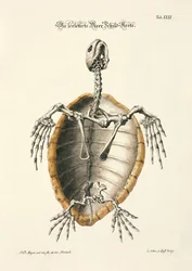 Esqueleto de tortuga marina