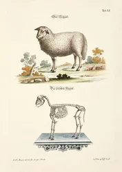 La oveja y su esqueleto
