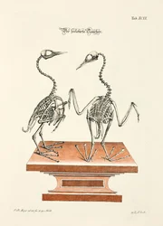 Esqueleto del buceador