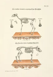 Esqueletos de una cría de gamo de tres patas y de un lechón