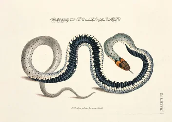 Serpiente con cabeza manchada de naranja