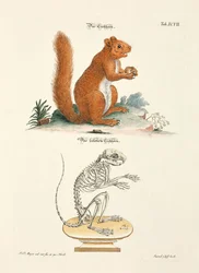 Ardilla y su esqueleto