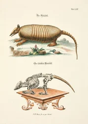 El armadillo y su esqueleto