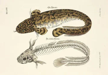 El rodaballo y su esqueleto