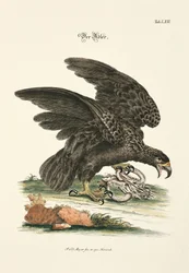 El Águila