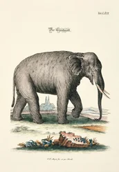 El elefante