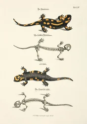 La salamandra de fuego con esqueleto