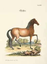 El caballo