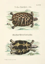 La tortuga terrestre desde arriba y desde abajo