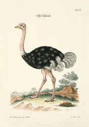 El avestruz