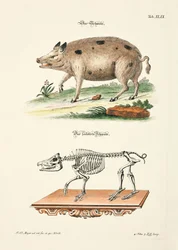 El cerdo y su esqueleto