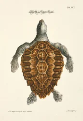 La tortuga marina