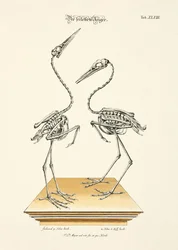 Las garzas esqueléticas