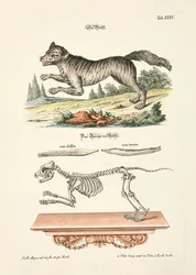 El lobo