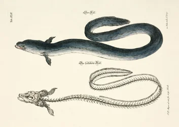 La anguila y su esqueleto