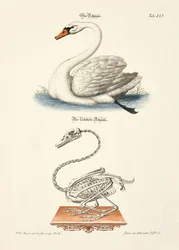El cisne y su esqueleto