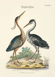 Dos tipos de garzas