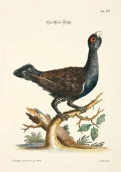 Urogallo occidental
