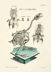 Esqueleto de urogallo occidental