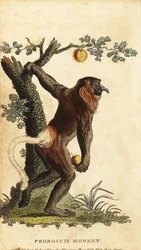 Mono narigudo, Nasalis larvatus. En peligro de extinción. ,1800 (grabado)