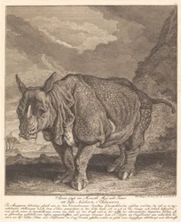 Rinoceronte