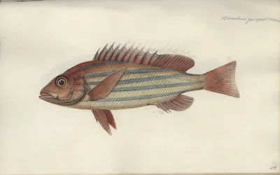 Lutjanus quinquelineatus, antes de 1790